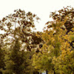 Meet your Posher, Zayn